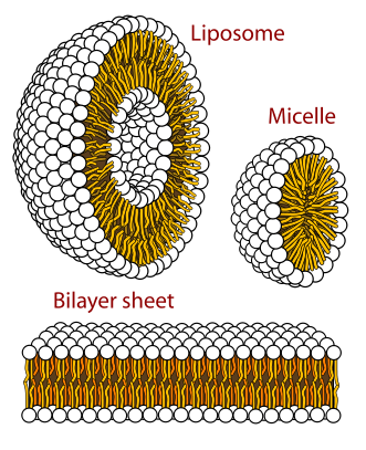 Image:Phospholipids aqueous solution structures.svg