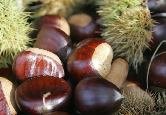 Image:Chestnut.jpg