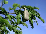 Tamarindus leaves and pod