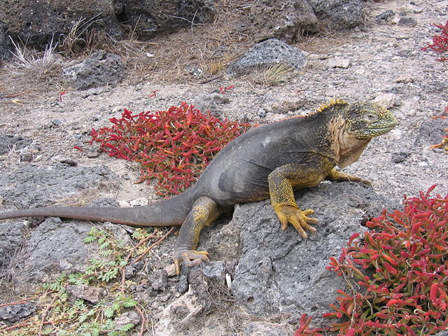 Image:Galapagos iguana.jpg