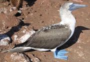 Blue-footed Booby