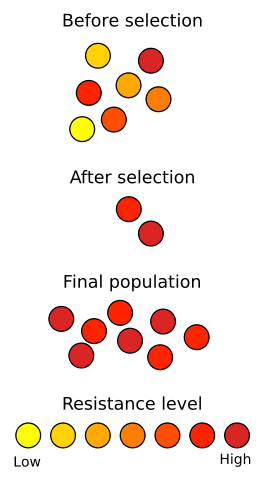 Image:Antibiotic resistance.svg