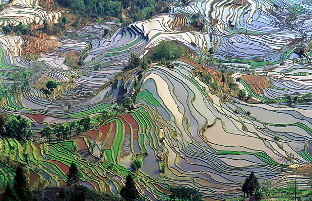 Image:Terrace field yunnan china denoised.jpg