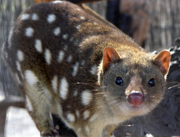 Image:SpottedQuoll 2005 SeanMcClean.jpg