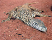 There are 26 species of goanna in Australia.