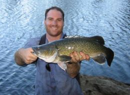 The Murray cod is Australia's largest wholly freshwater fish.