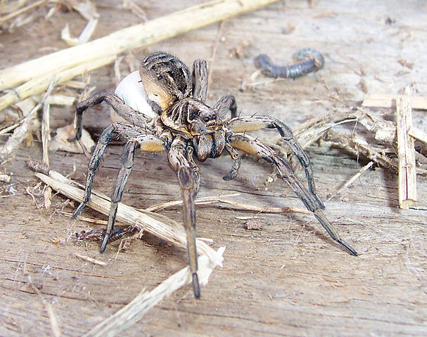 Image:Wolf spider&egg sac02.jpg