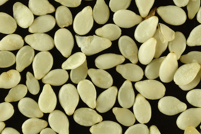 Image:Sa white sesame seeds.jpg