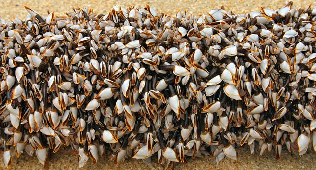 Image:Gooseneckbarnacles.jpg