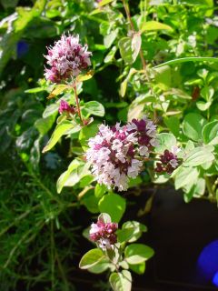 Flowering oregano