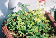 Oregano growing in a pot.