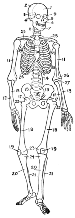 List of bones of the human skeleton