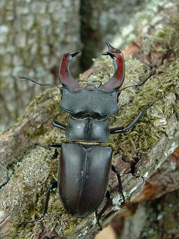 Image:Lucanus cervus.jpg