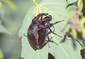 Mating pair