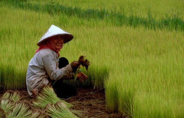 Image:Rice 02.jpg