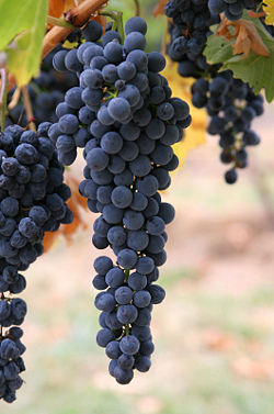 Aglianico grapes.