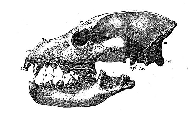 Image:Hyaena eximia head.jpg