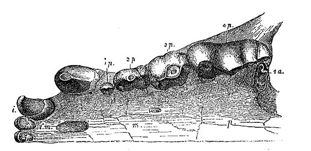 Image:Hyaena eximia jaw.jpg