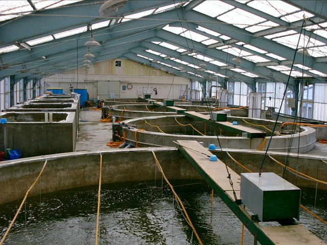 Image:Shrimp hatchery.jpg