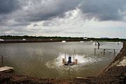 Shrimp pond with paddlewheel aerators in Indonesia. The pond is in an early stage of cultivation; plankton has been seeded and grown (whence the greenish color of the water); shrimp fry is to be released next.