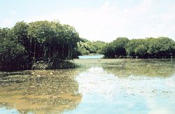 Mangrove estuaries provide a habitat for many animals and plants.