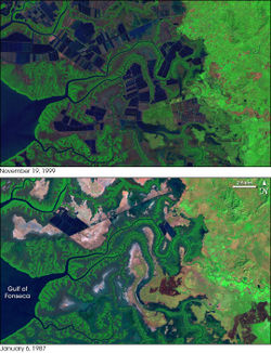 Two false-color images show the widespread conversion of natural mangrove swamps to shrimp farms along Pacific Coast of Honduras between 1987 and 1999. The shrimp farms appear as rows of rectangles. In the older image (bottom), mangrove swamps wander through the estuaries of several rivers as they reach the Pacific coast. At least one major shrimp farm can be seen in this scene in the upper left quadrant, verifying that shrimp farming was already underway at the time. By 1999 (top image), much of the region had been converted to blocks of shrimp ponds.