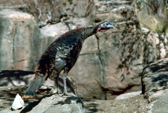 Image:Wild turkey.jpg