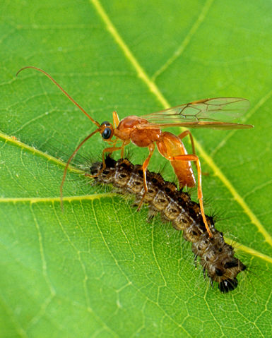 Image:Aleiodes indiscretus wasp parasitizing gypsy moth caterpillar.jpg