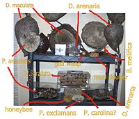 Various wasp nests