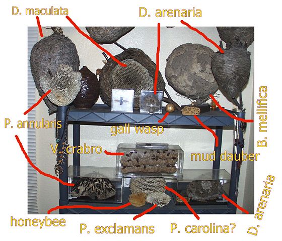 Image:VariousNests.jpg