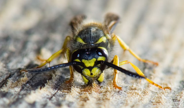 Image:Wasp gathering wood.jpg