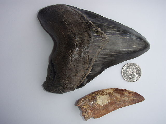 Image:Carcharodontosaurus and Megalodon teeth.jpg