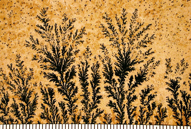 Image:Dendrites01.jpg