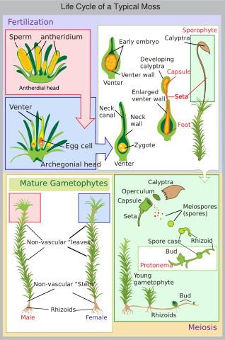 Image:Lifecycle moss svg diagram.svg