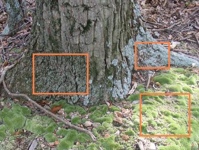 Image:Three mosses and a tree.jpg