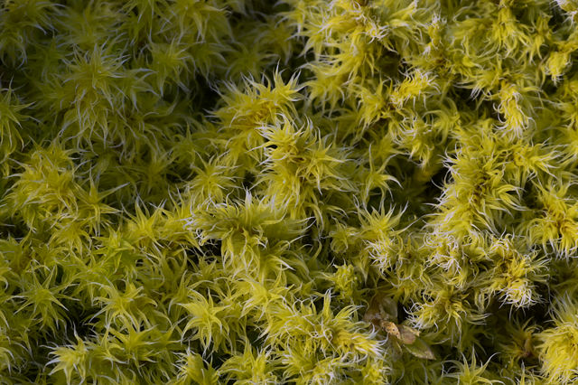 Image:Moss closeup.jpg