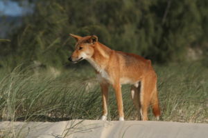 Dingo (Canis lupus dingo)