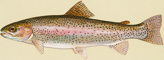 Image:Rainbow Trout.jpg