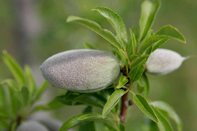 Image:Unripe almond on tree.jpg