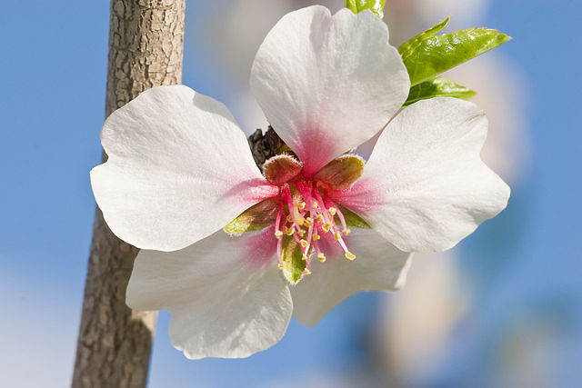 Image:Almond blossom aug 2007.jpg