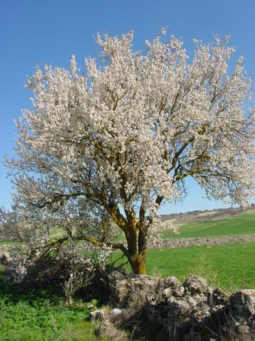 Image:Urueña almendro1 lou.jpg