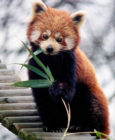 Image:Ailurus fulgens RoterPanda LesserPanda.jpg