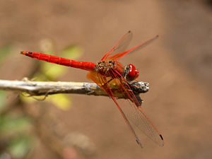 A Kirby's Dropwing (Trithemis kirbyi) in Tsumeb, Namibia