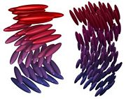 Schematic of mesogen ordering in chiral liquid crystal phases. The chiral nematic phase (left), also called the cholesteric phase, and the smectic C* phase (right).