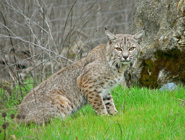 Image:Bobcat2.jpg