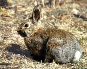 The Snowshoe Hare is a principal prey species of the Bobcat. Rabbits and hares, along with rodents, are taken most often by the cat.