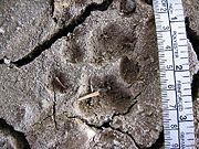 Bobcat tracks in mud. Note the hind print (top) partially covering the fore print (center).