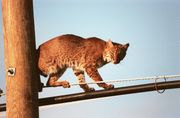 A Bobcat in urban surroundings. The species' range does not seem to be limited by human populations, as long as it can still find a suitable habitat