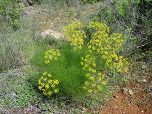 Fennel in flower