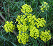 Closeup of wild fennel flowers